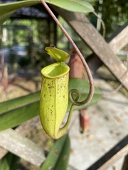 Nepenthes × trichocarpa