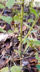 Solidago hispida hispida