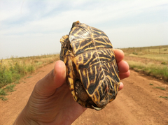 Western Box Turtle photo 2