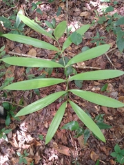 Zamia prasina