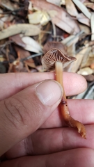 Gymnopus fuscopurpureus