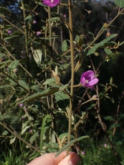 Howittia trilocularis