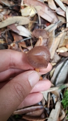 Gymnopus fuscopurpureus