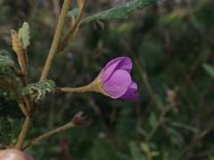 Howittia trilocularis