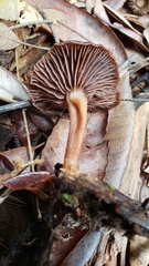 Gymnopus fuscopurpureus