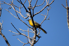 Icterus wagleri