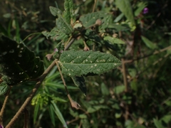 Howittia trilocularis