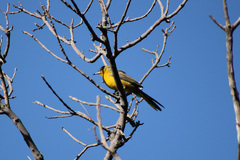 Icterus wagleri