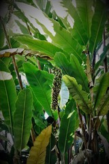 Alpinia boia