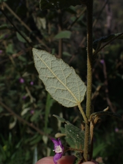 Howittia trilocularis