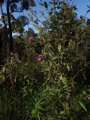 Howittia trilocularis