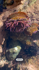 Bunodosoma californica
