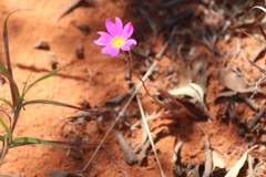 Calandrinia polyandra