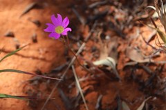 Calandrinia polyandra