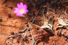 Calandrinia polyandra
