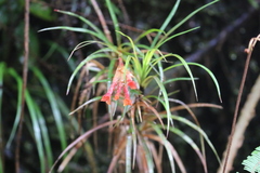 Guzmania pearcei