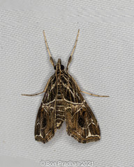 Paracymoriza