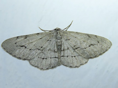 Stenoporpia pulmonaria