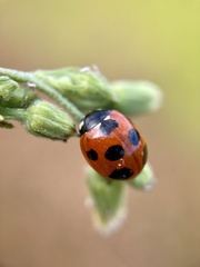 Coccinella septempunctata