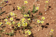 Goodenia corynocarpa