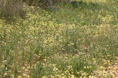 Goodenia corynocarpa