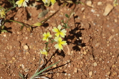 Goodenia corynocarpa