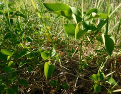 Syringa vulgaris