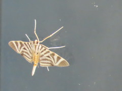 Spilomela perspicata