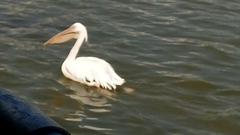 Pelecanidae