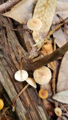 Mycetinis copelandii