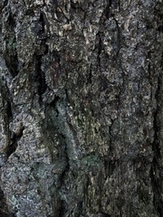 Sequoioideae
