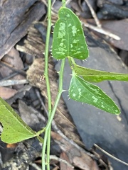 Smilax bona-nox image