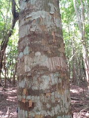 Astronium graveolens