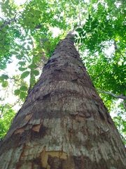 Astronium graveolens