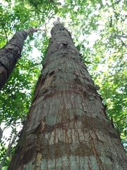 Astronium graveolens