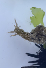 Stylocheilus rickettsi