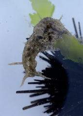 Stylocheilus rickettsi