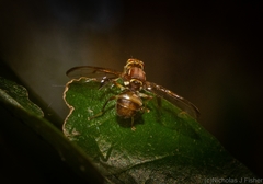 Bactrocera brunnea