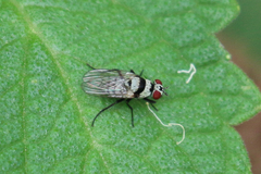 Anthomyia medialis