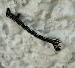 Acronyctodes cautama