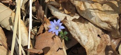 Gentiana squarrosa
