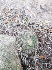Mammillaria rettigiana