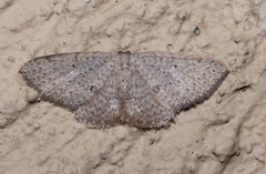 Idaea philocosma