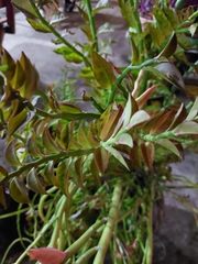 Euphorbia tithymaloides