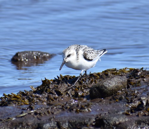 Scolopacidae image