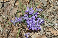 Iris rossii