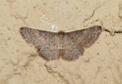 Idaea costaria