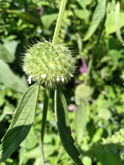 Leucas martinicensis