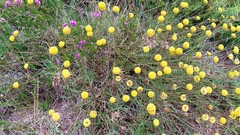 Santolina melidensis