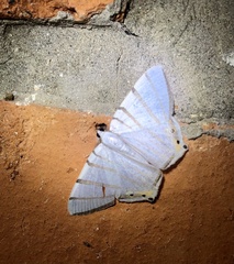 Opisthoxia metargyria